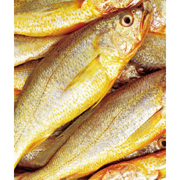 Croaker amarelo cultivado congelado