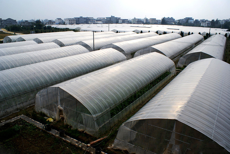 Tunnel Greenhouse