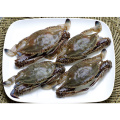 Zhoushan Frozen Swimming Crab Blue