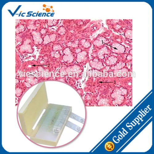 Human Glass Prepared Slides/tissue Microscope Slides/slides, High Quality Human Glass Prepared