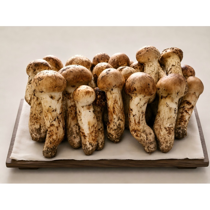 Matsutake, král hub