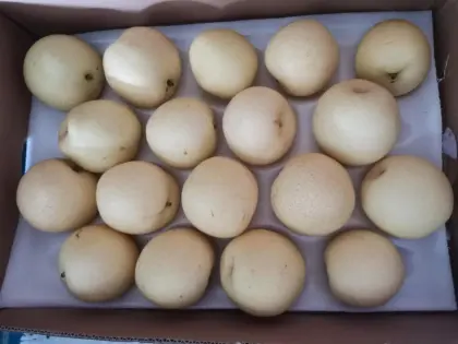 Fresh Gloden Crown Pear