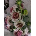 زهرة مغرفة الخطمي Scabiosa عالية الجودة لحفلات الزفاف