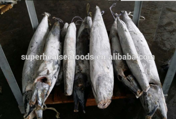 Frozen wahoo gaint Wahoo fish on sale