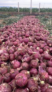 Farm Fresh Ecological Red Onion