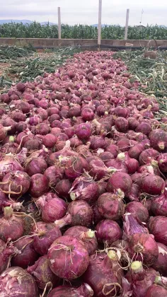 Farm Fresh Ecological Red Onion