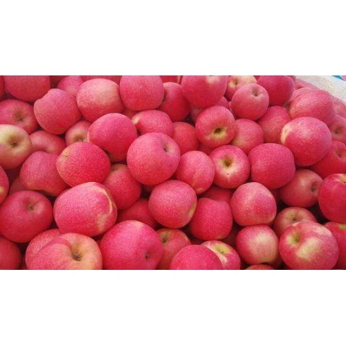 Fresh Chinese Red Gala Apples - China Fresh Paper Bagged FUJI