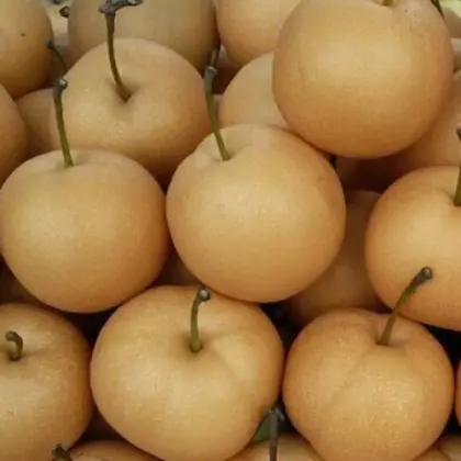 new crop fengshui pears