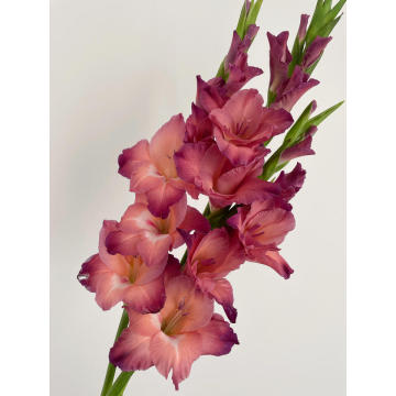 زهرة Gladiolus الرجعية لديكور المنزل والزفاف