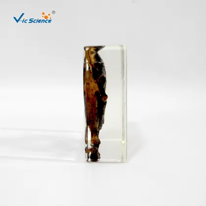 Embedded Specimen of Toad Animal Teaching Specimens