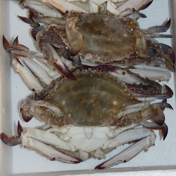 frozen cut crab seafood