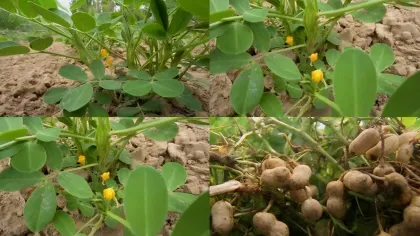 Peanut oil high efficiency filter