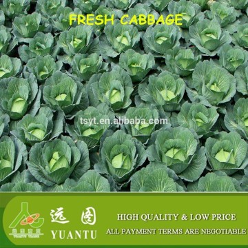 fresh cabbage exporters