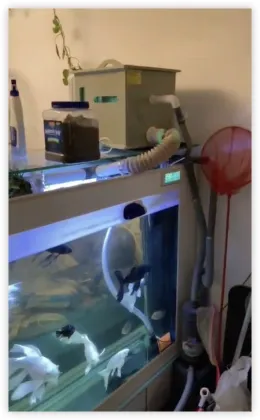 Koi Pond Drum Filter System for Fish Farming