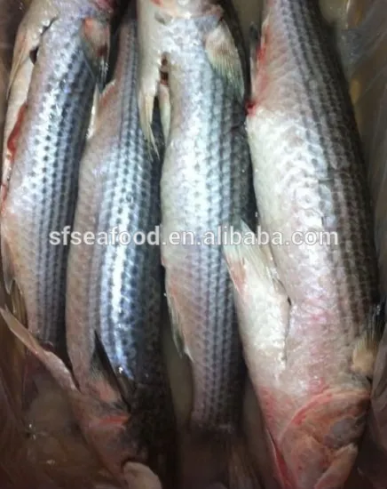 good quality mullet frozen seafood