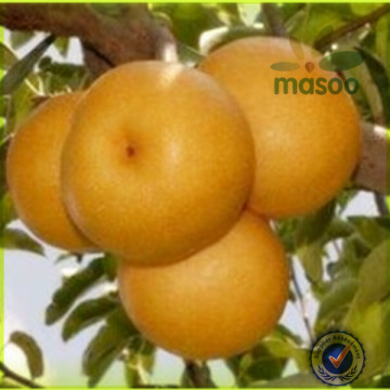 Fresh Golden Pear,Chinese Golden Pear,Chinese Pear,Shandong Ya Pear