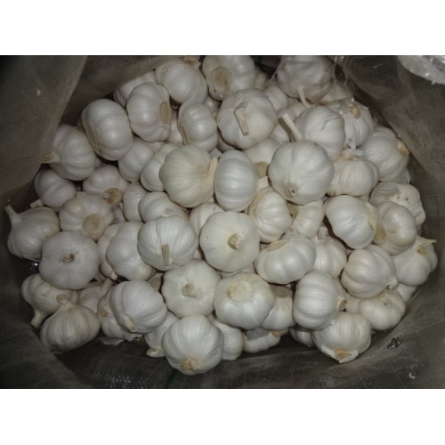 1 kg kleine Tüte reiner weißer Knoblauch