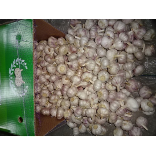 Good Quality Normal White Garlic 2020