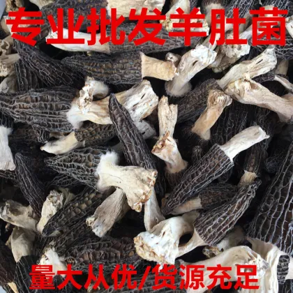Chinese Morel Mushroom/ Dried Morel/ Morchella Conica