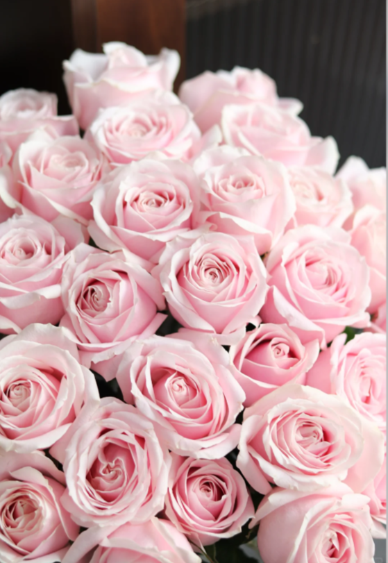 Pink Avalanche Rose