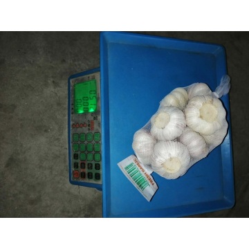 new crop fresh garlic exporter