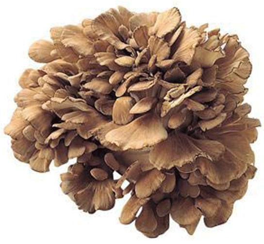 Direct sales Natural maitake mushroom extract