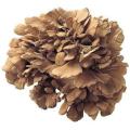 Direct sales Natural maitake mushroom extract