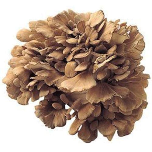 Direct sales Natural maitake mushroom extract