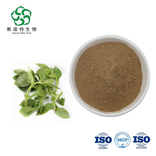 Andrographis Extract Free Sample Andrographis Extract Powder Supplier