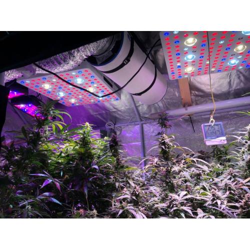 Luzes de cultivo LED COB de espectro total no atacado