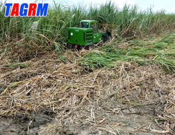 L'ultima mietitrebbiatrice agricola della canna da zucchero