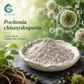 Pochonia Chlamydosporia مسحوق فطريات التحكم البيولوجي