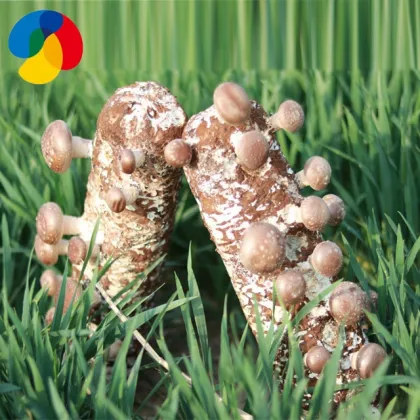 Champignon  Mushroom White  Color
