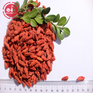 Wolfberry / Lycium Barbarum / natuurlijke goji-bessen