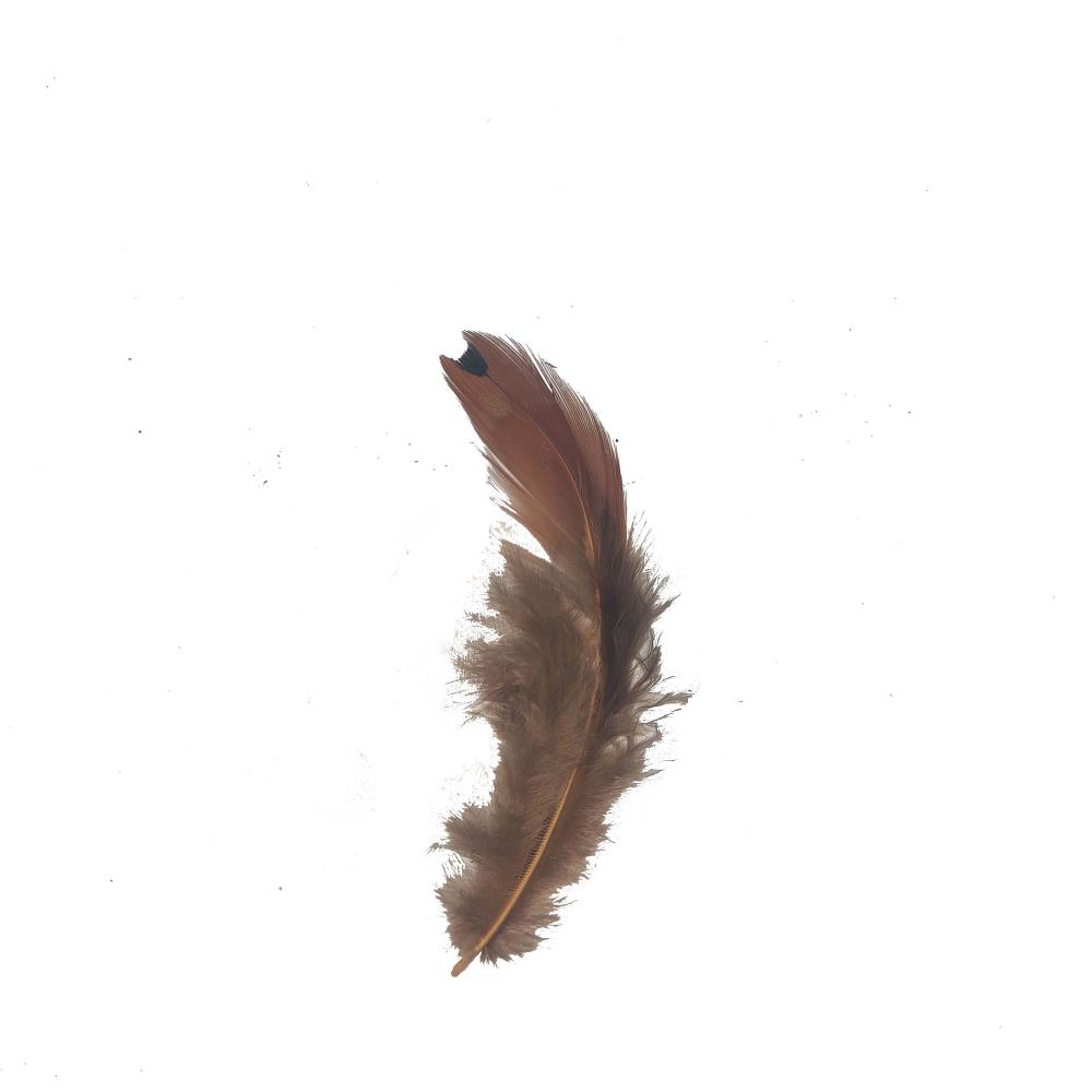 Orange Pheasant Feather