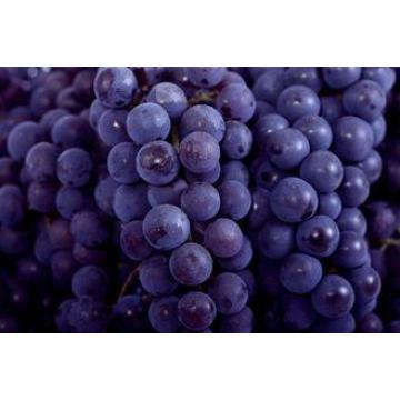 Chinese Globe Juicy Fresh Red Seedless Grapes  9KG / Foam c