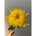 স্ট্যান্ডার্ড হলুদ ক্রাইস্যান্থেমাম