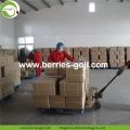 Fournisseurs d&#39;usine Fruits Premium Distributeur Goji Berry