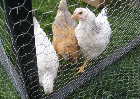 galvanised hexagonal wire mesh for chicken