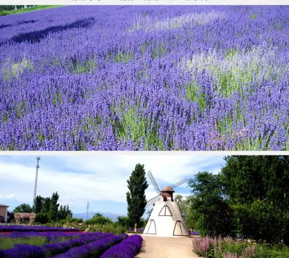 GEKO Food Wellness: Lavender Flowers for Tea - DDP Shipping Offer
