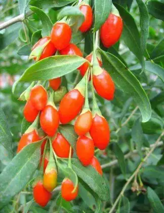 Nature Goji Berries Wolfberry