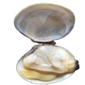 /msite/products/detail/productid/66477490/id/1515137.html