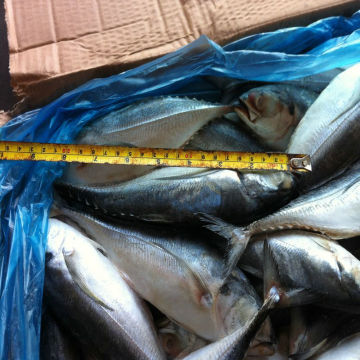 2015 September caught fat content hard tail horse mackerel