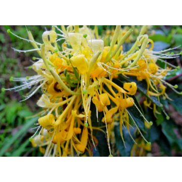 Coltsfoot Flower Extract