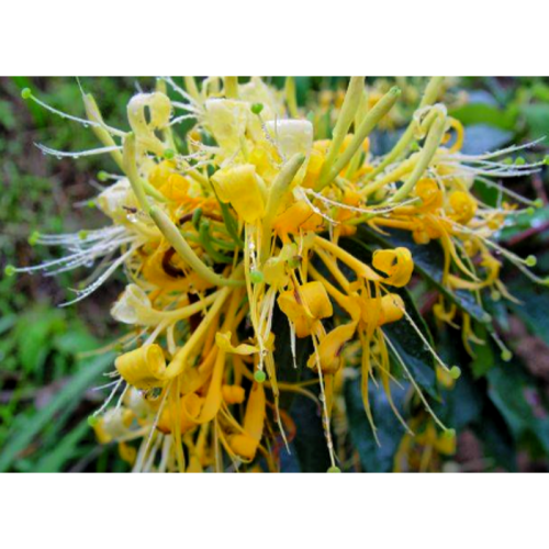 Coltsfoot Flower Extract