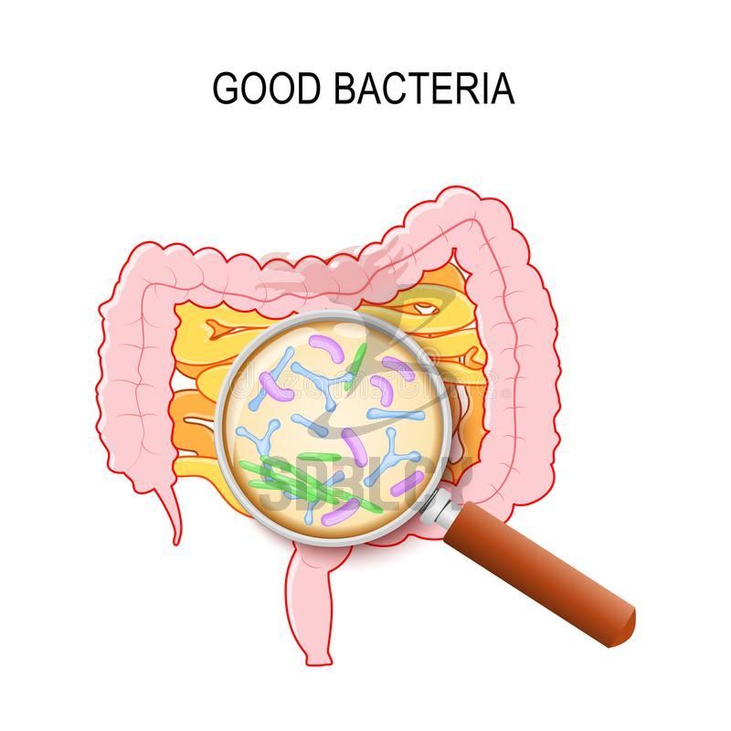 Human Small Intestine Colon Magnifying Glass Close Up Good Bacteria Gut Flora Lactobacillus Bifidobacterium Longum Jpg