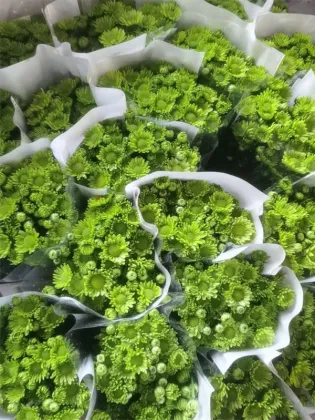 Spray chrysanthemum green elf