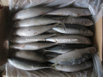 Frozen Mackerel Fish