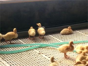 Poultry specific plastic slatted board