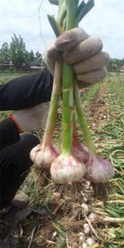 2020 Fresh Normal White Garlic